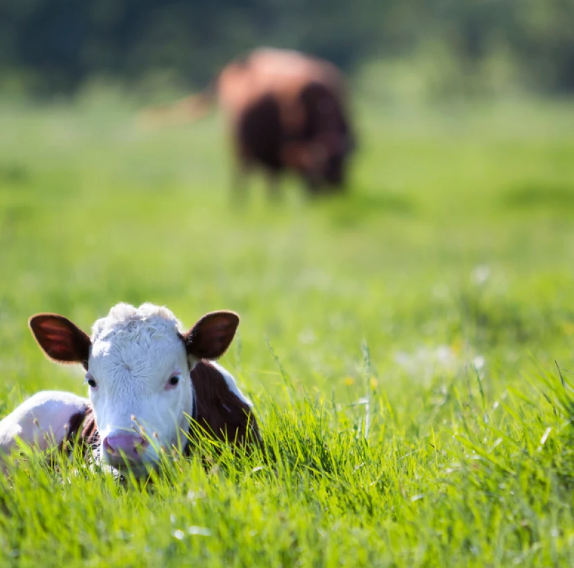 Lacto Production Production Dalimentation Animale A Montauban De Bretagne Nos Points Forts 2