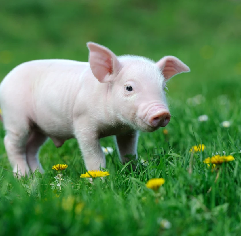 Lacto Production Production Dalimentation Animale A Montauban De Bretagne Nos Points Forts