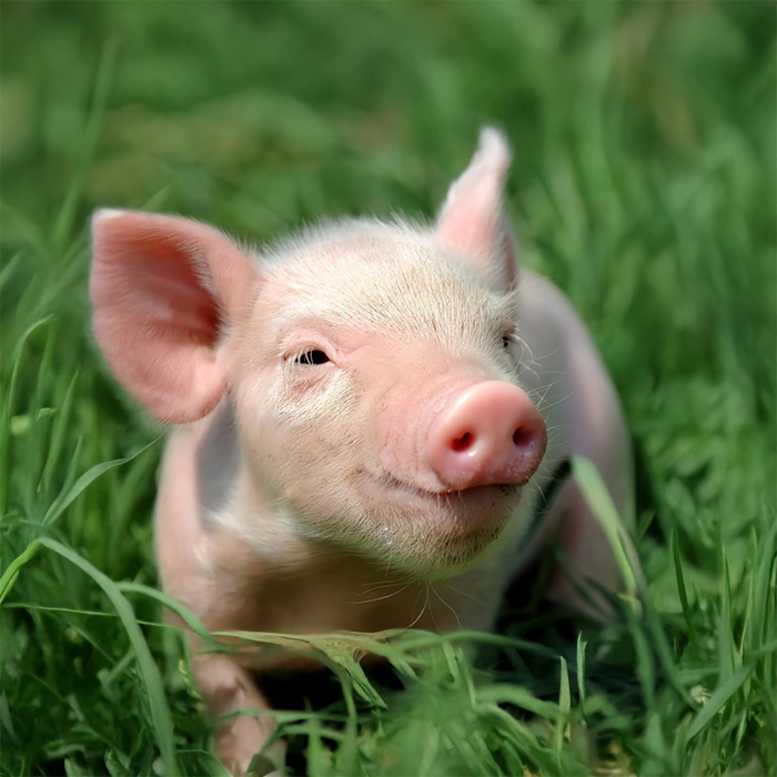 Lacto Production Production Dalimentation Animale A Montauban De Bretagne Porc 1