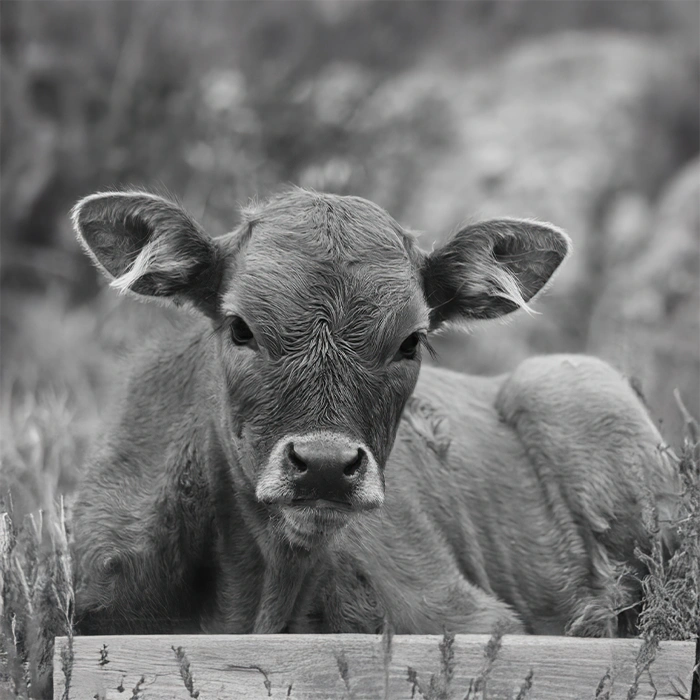Lacto Production Production Dalimentation Animale A Montauban De Bretagne Veau De Boucherie 4