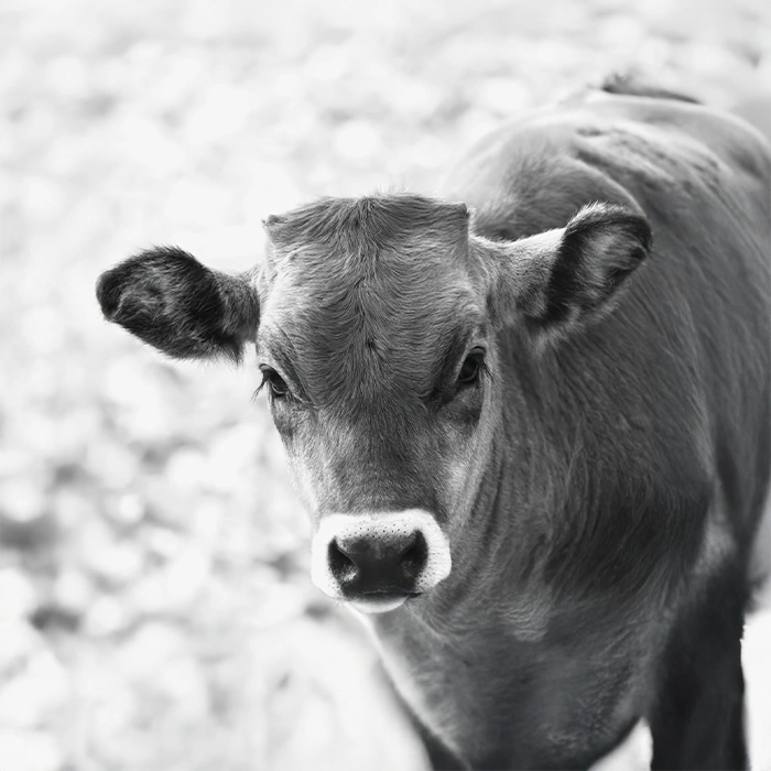 Lacto Production Production Dalimentation Animale A Montauban De Bretagne Veau Delevage 3