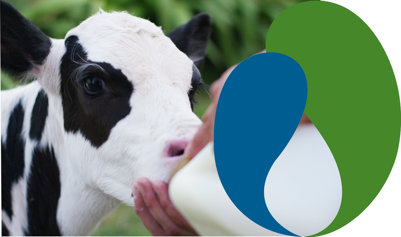 Lacto Production Production Dalimentation Animale A Montauban De Bretagne Veau 1