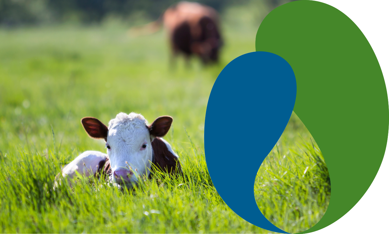 Lacto Production Production Dalimentation Animale A Montauban De Bretagne Veau 2