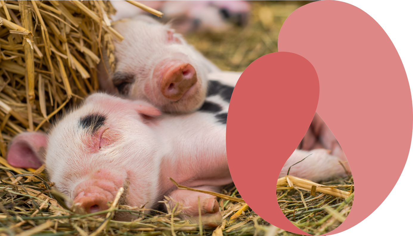 Lacto Production Production Dalimentation Animale A Montauban De Bretagne Porcelet V1