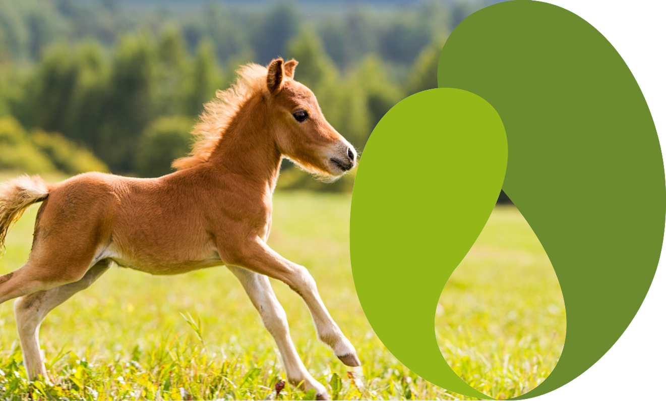 Lacto Production Production Dalimentation Animale A Montauban De Bretagne Poulain 1